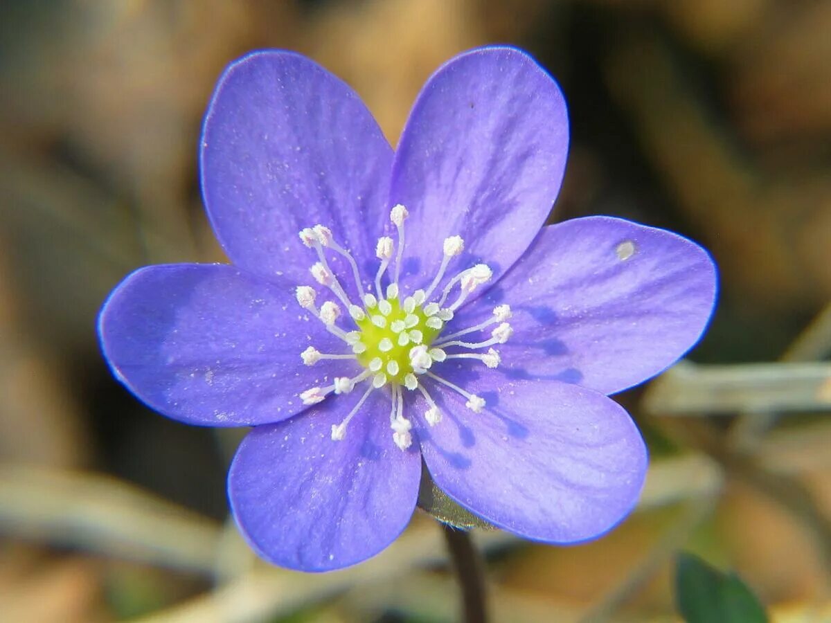 Печеночницы (hepatica). Перелеска печеночница. Печеночница остродольчатая. Первоцвет печеночница.