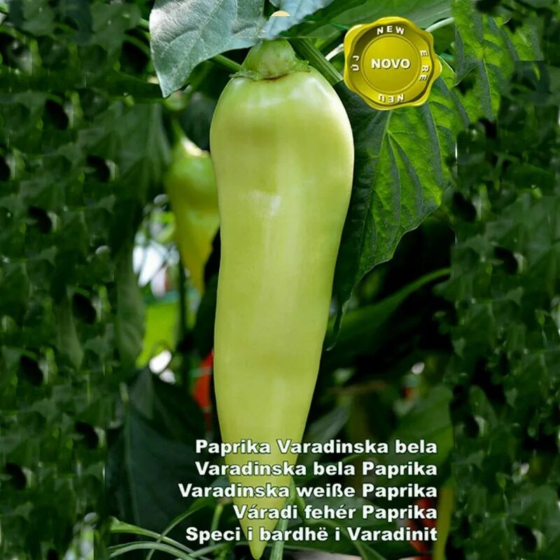 Перец сорт белый. Перец white ghost. capsicum praetermissum.