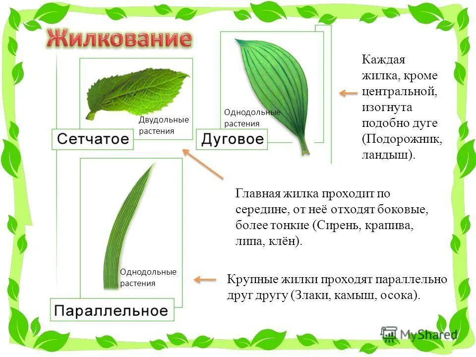 Лист подорожника жилкование. Внешнее строение листовой пластинки. Внешнее строение листа жилкование. Тип листа сирени по биологии 6.