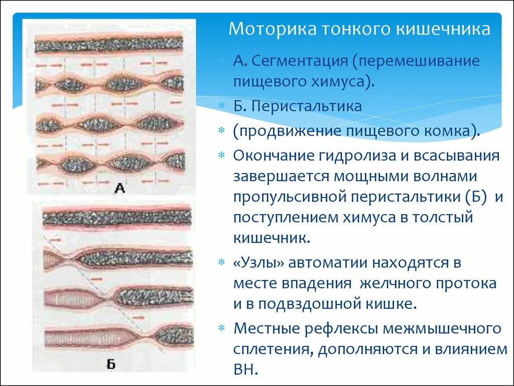 Усиленная моторика кишечника. Перистальтические сокращения тонкого кишечника. Ткань обеспечивающая моторику кишечника. Антероградная перистальтика кишечника. Усиленная перистальтика кишечника.