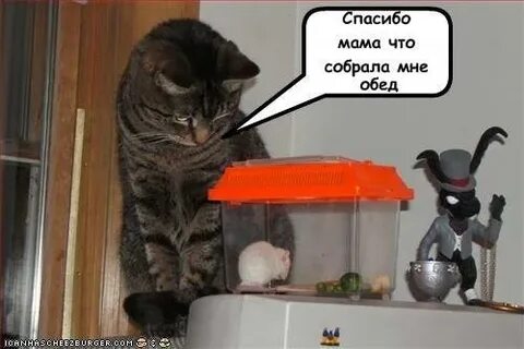 Кажется смешно