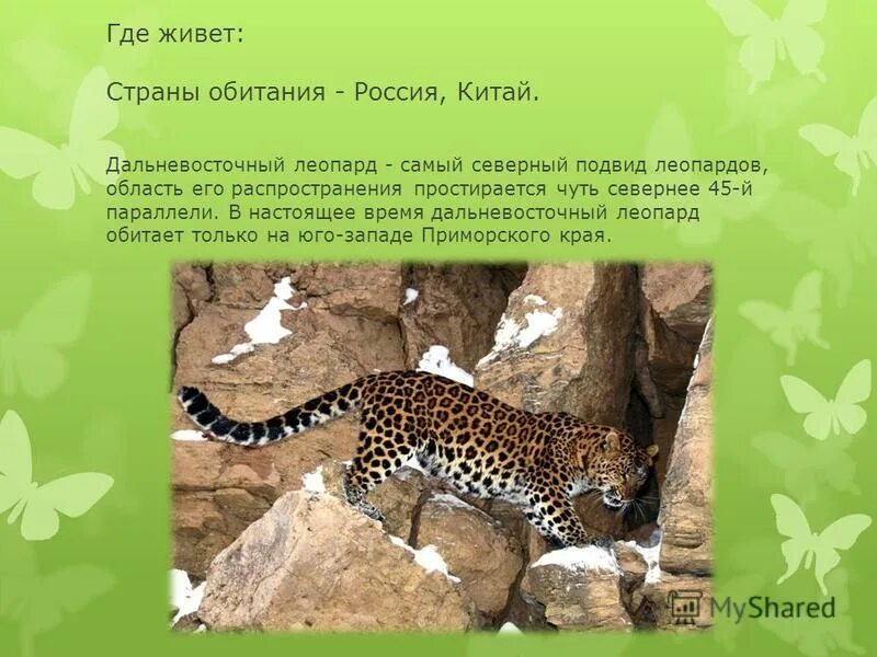 на каком материке обитает леопард. на каком материке обитает леопард. сообщение о гепарде. дальневосточный леопард. на каком материке обитает леопард.