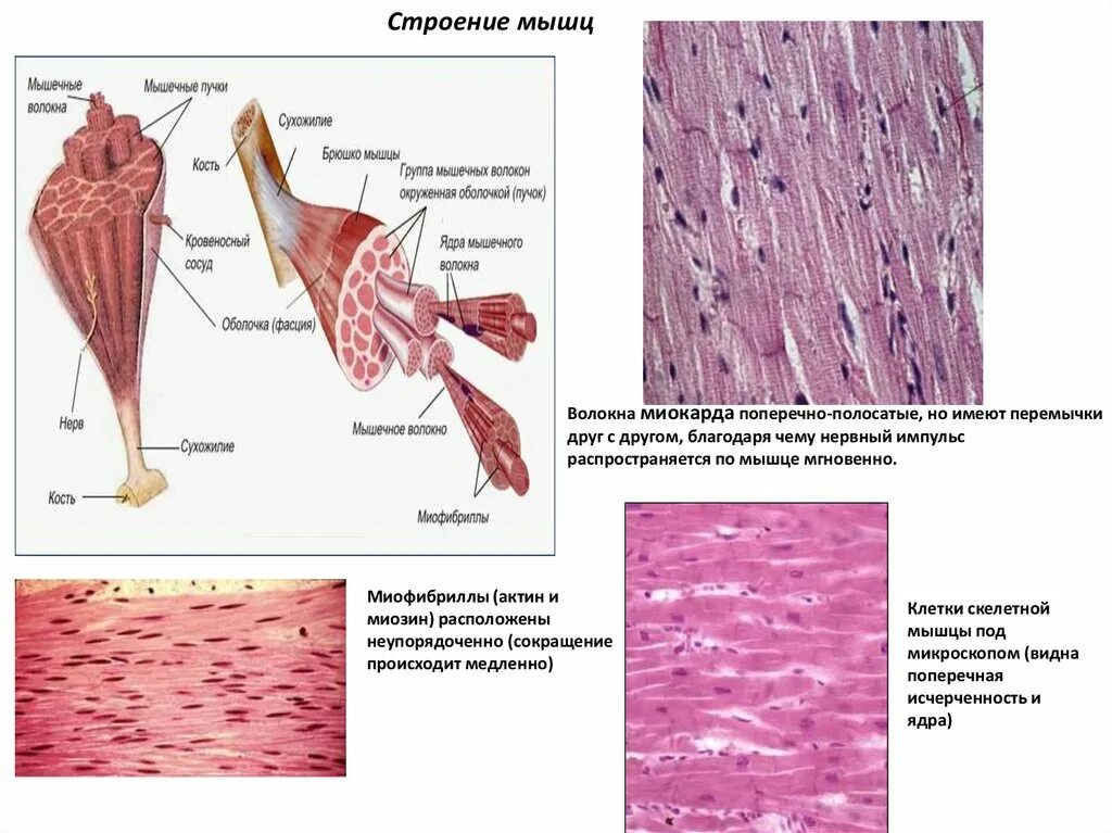Функция соединительной ткани в мышцах. Строение скелетной мышцы человека анатомия. Схема строения скелетной мышцы человека. Строение скелетной мышцы человека 8 класс биология. Строение и функции скелетных мышц схема.