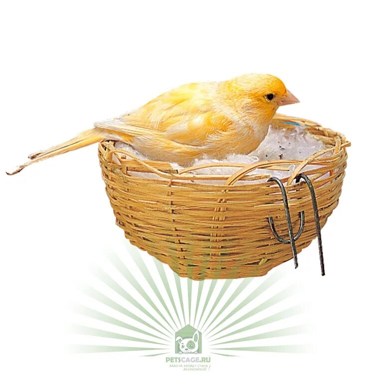 Nest pas