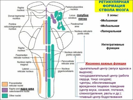 Жизненно важные центры продолговатого мозга