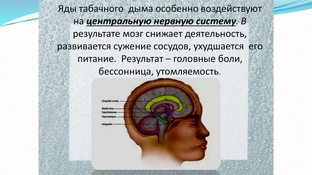 Нервная система человека память. Влияние курения табака на нервную систему. Влияние на нервную систему. Курение и нервная система.