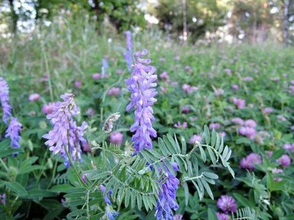 Plant wiki