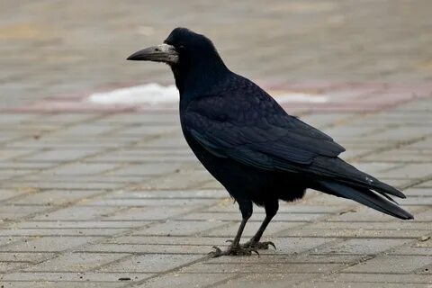 Грач пес
