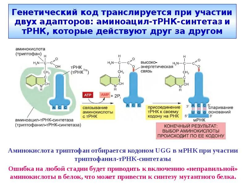 2. Аминоацил-ТРНК синтетазы. Активация аминокислот трансляция. Этапы активации аминокислот. Аминоацил-ТРНК-синтетаза механизм.