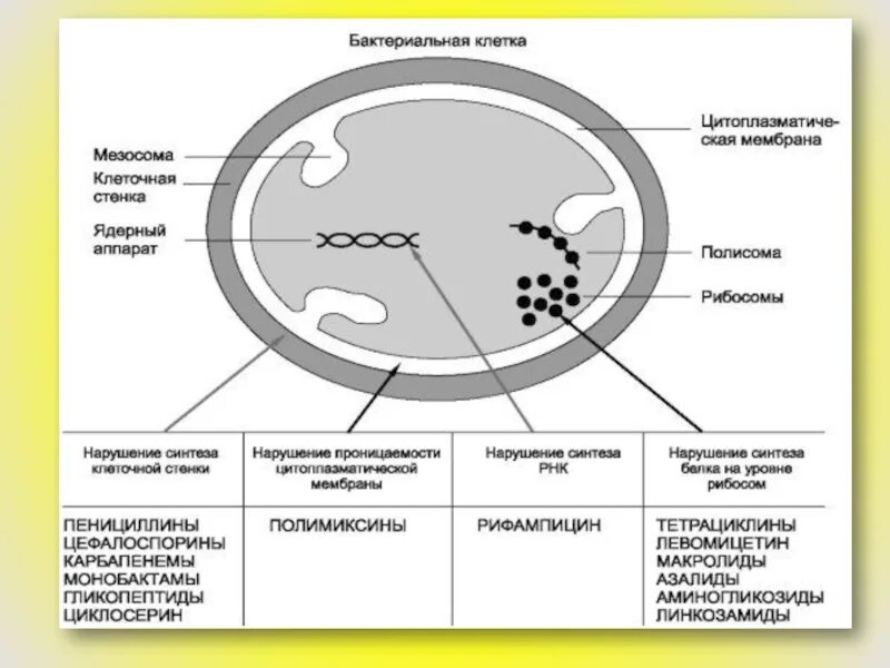Поверхностный аппарат клетки строение. Функции ядерного аппарата клетки. Ядерная оболочка. Ядерный аппарат клетки строение. Функции ядерного аппарата клетки.