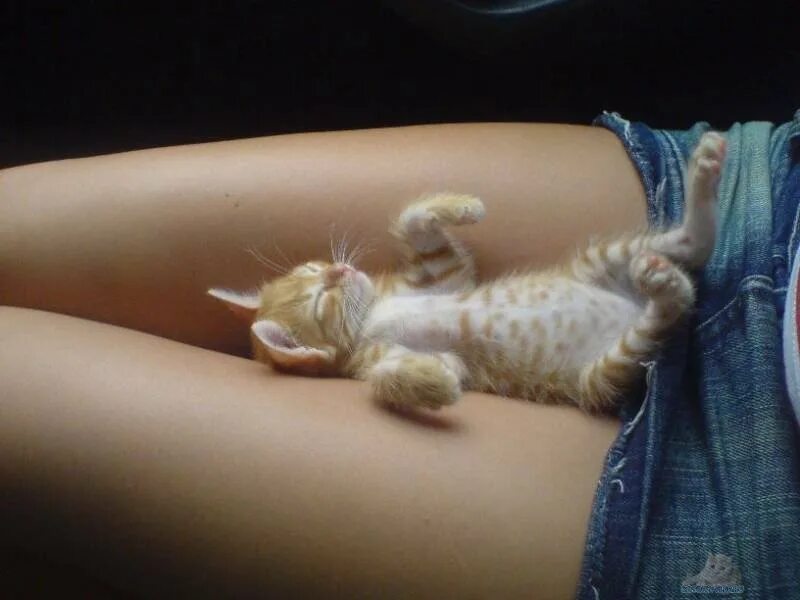 Девушка с котом на руках и голой киской между ног фото