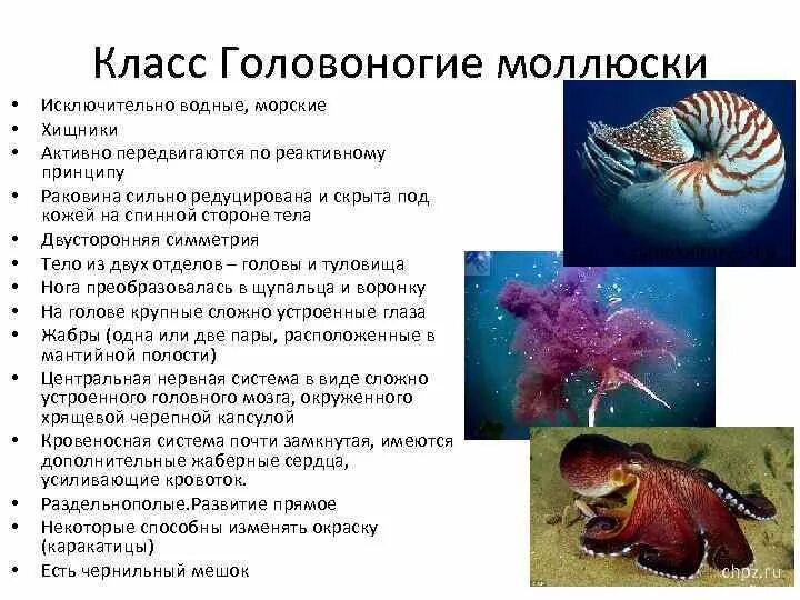 Головоногие характеристика CoffMachines.ru