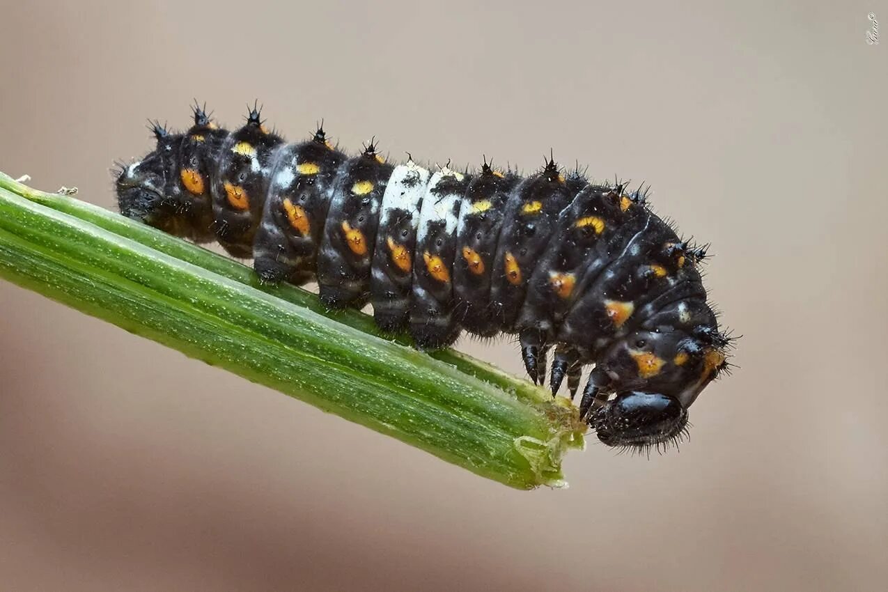 Гусеница бабочки медведица-кайя. Мохнатая гусеница кайя. Красный caterpillar гусеница. Гусеница махаона (papilio machaon). Красная книга гусениц.