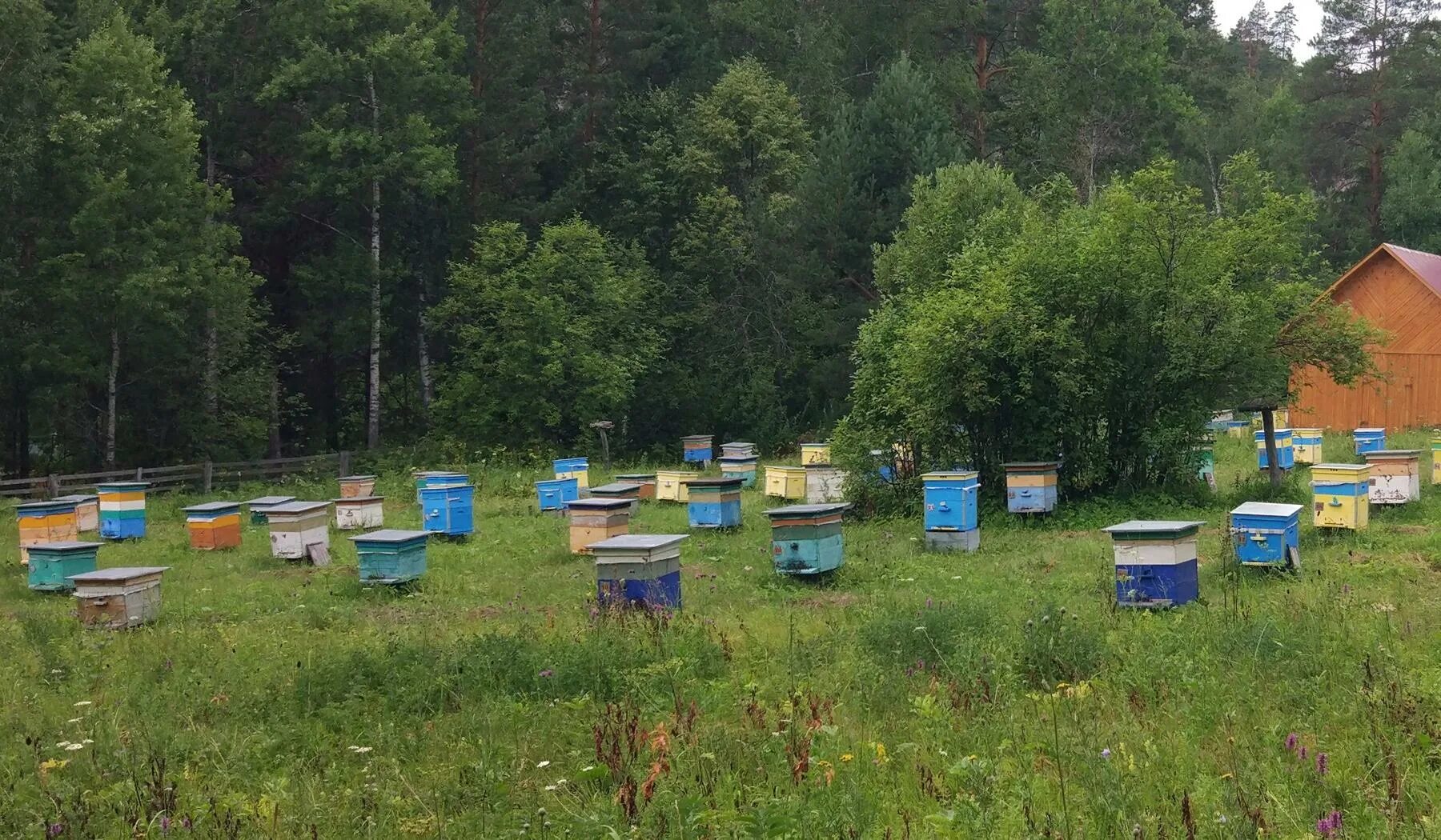 Купить пчел мордовия. Пасека Шульган-Таш. Заповедник Шульган-Таш пасеки. Шульган Таш Пчеловодство. Заповедник Шульган-Таш пчелы.