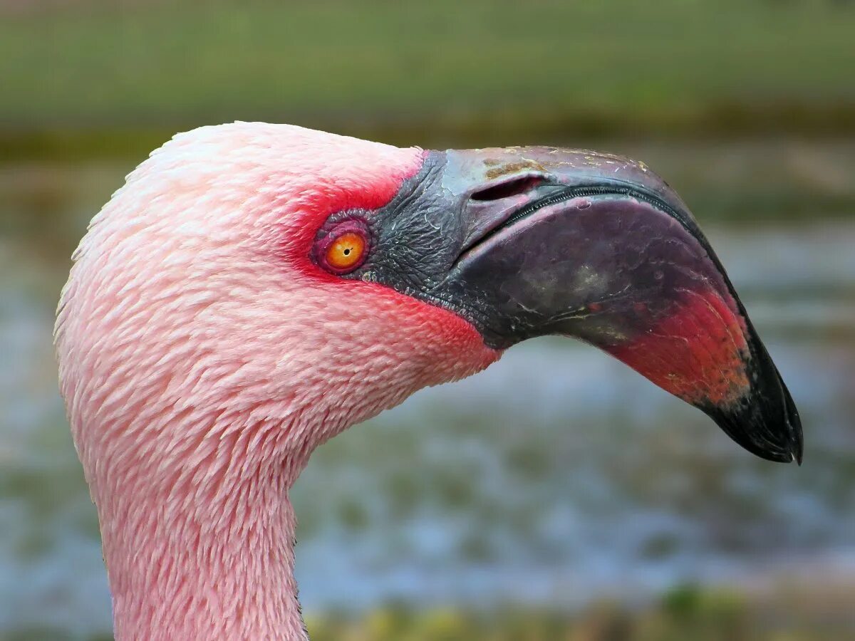 Фламинго водоплавающая птица. Фламинго фото. Фламинго разбор. Фламинго краткое описание. Розовый фламинго питание.