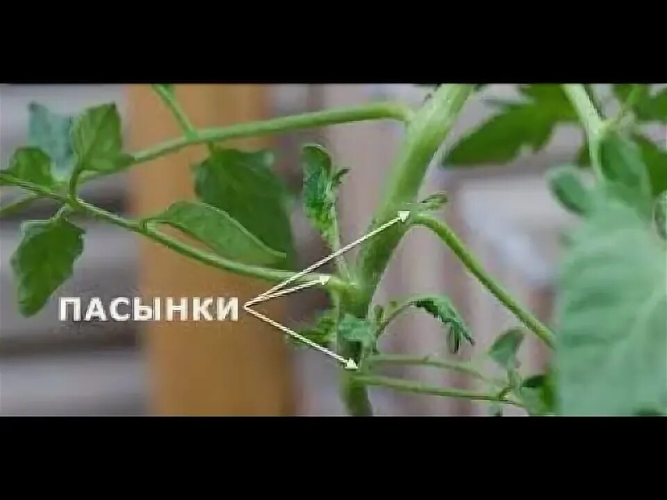 Как правильно пасынковать помидоры