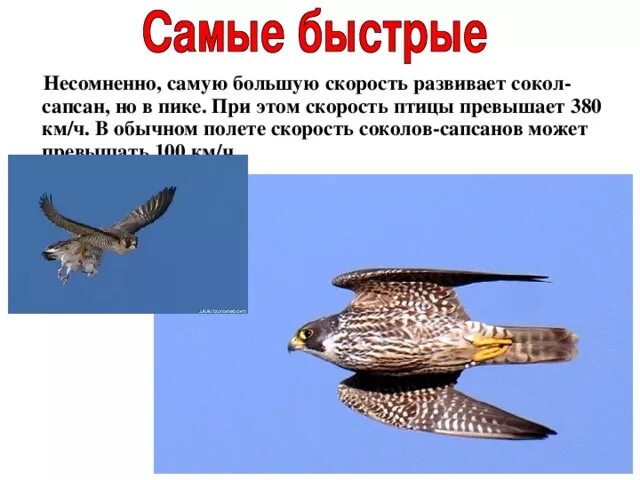 Скорость совы км ч. Сапсан птица скорость полета максимальная. сокол сапсан скорость полета. скорость сапсана птицы кмч. самая быстрая птица.