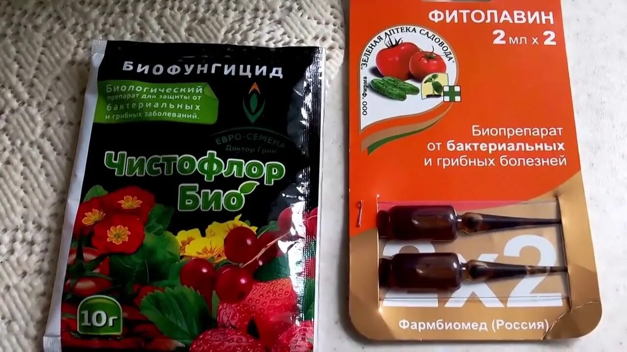Обработка от фитофторы томатов в открытом грунте. Йод от фитофторы на помидорах. обработка томатов от фитофторы. препараты от фитофторы на томатах. профилактика фитофтороза у томатов.