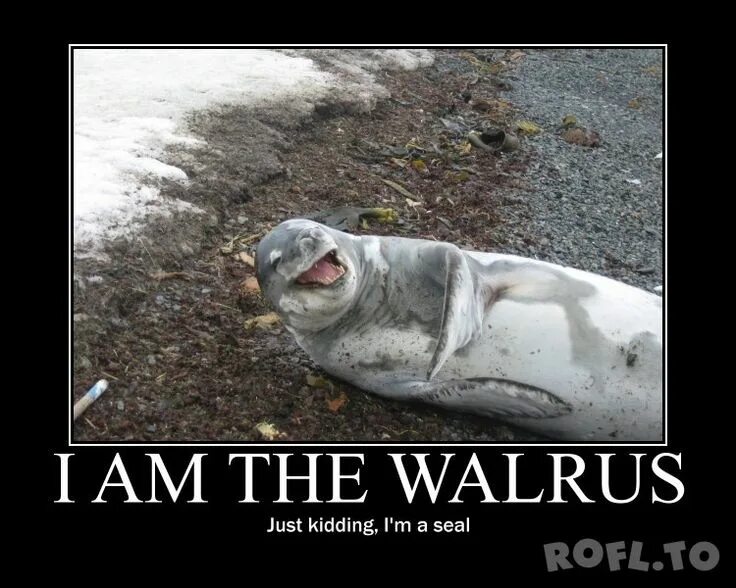 The little seal is laughing at us. I am the Walrus. I am the Walrus the Beatles. Walrus funny.