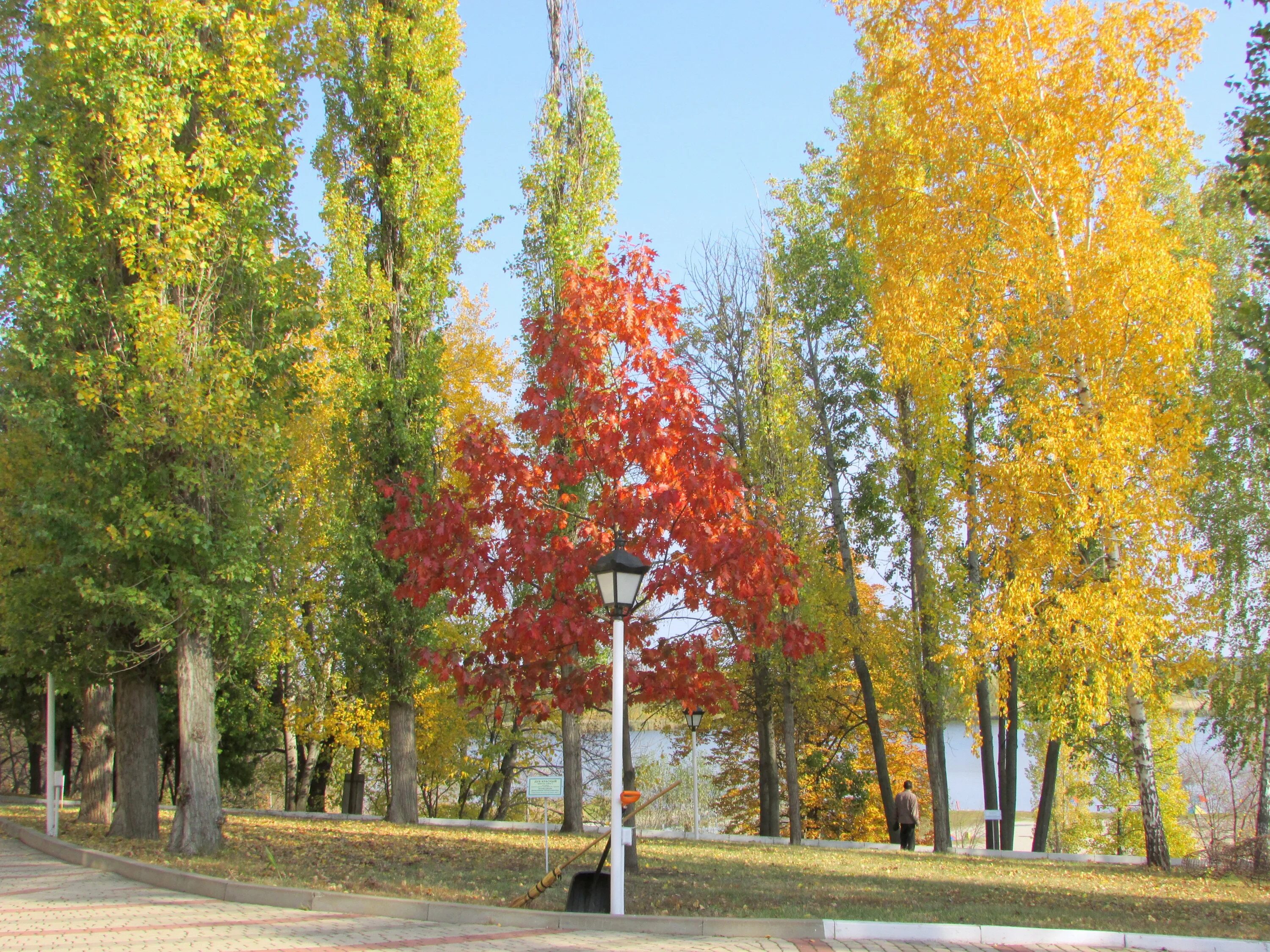 Горячий ключ золотая осень. Осень в городе. Красный дубок. Парк дубки химки. Осень пруд.