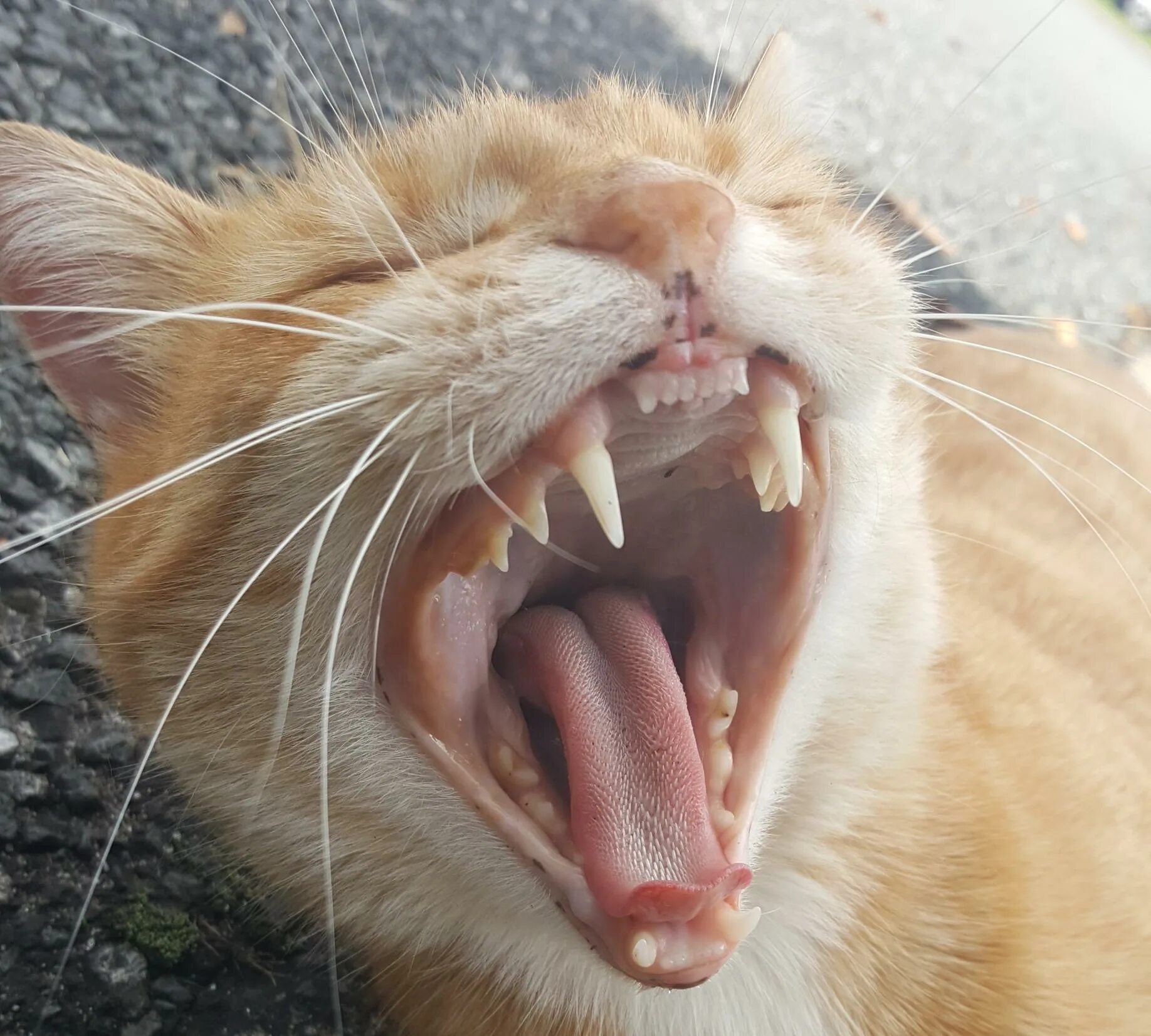 Зубы котика. Зубы котика