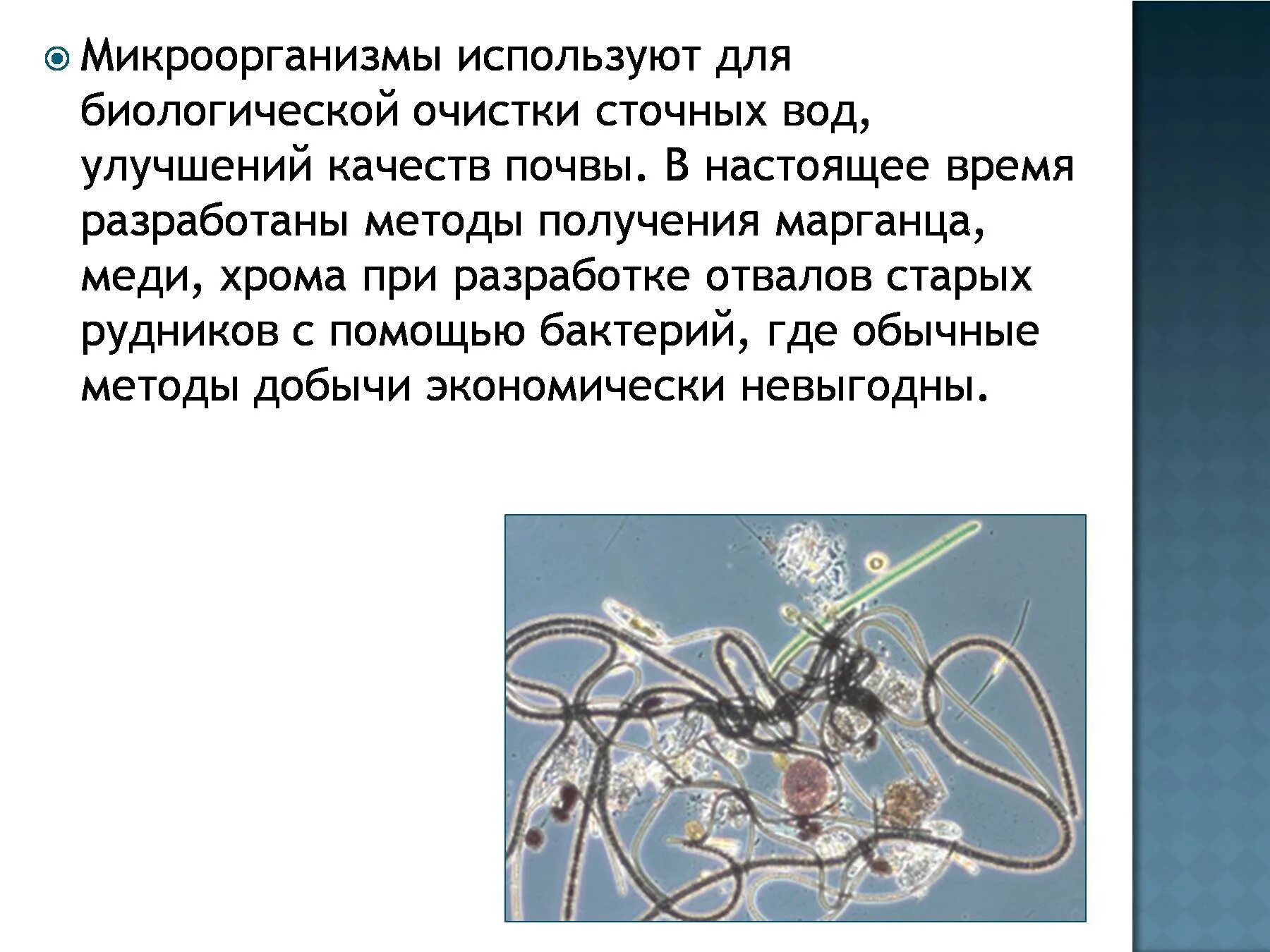Микроорганизмы используют. Бактерии используются для очистки сточных вод. очистка сточных вод микроорганизмами. использование бактерий для очистки сточных вод.