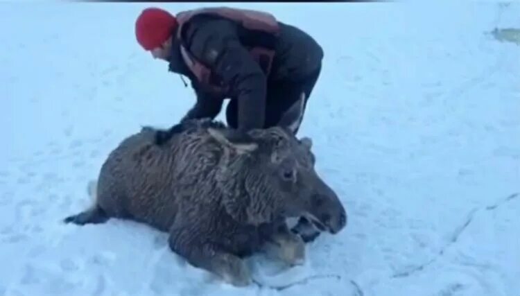 Спас лося. Мужчина спас лосенка фото.