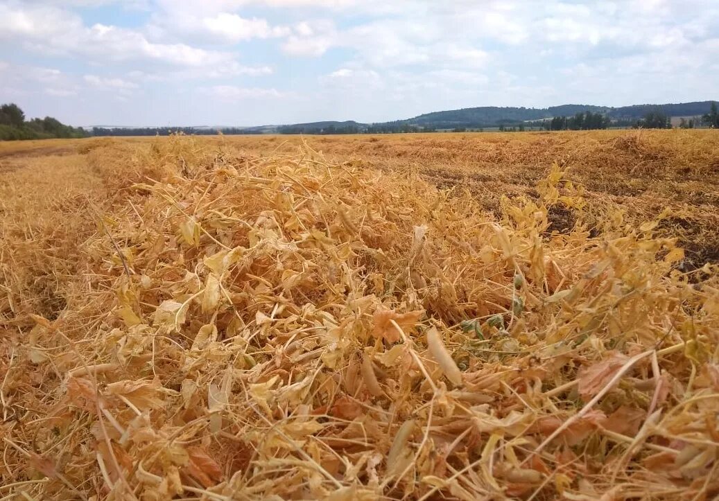 Урожайность озимого ячменя. Уборка ярового ячменя. Урожай пшеницы. Уборка озимой пшеницы в краснодарском крае. Жнива фото.