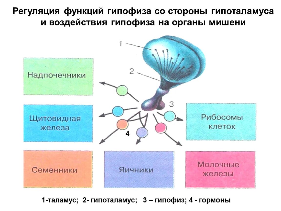 Регуляция функций гипофиза со стороны гипоталамуса. Рис 159 регуляция функций гипофиза. Органы мишени для гормонов задней доли гипофиза. Регуляция гормонов гипофизом гипоталамусом. Гипофиз влияние гормона