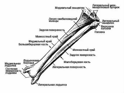 Пятка это сколько