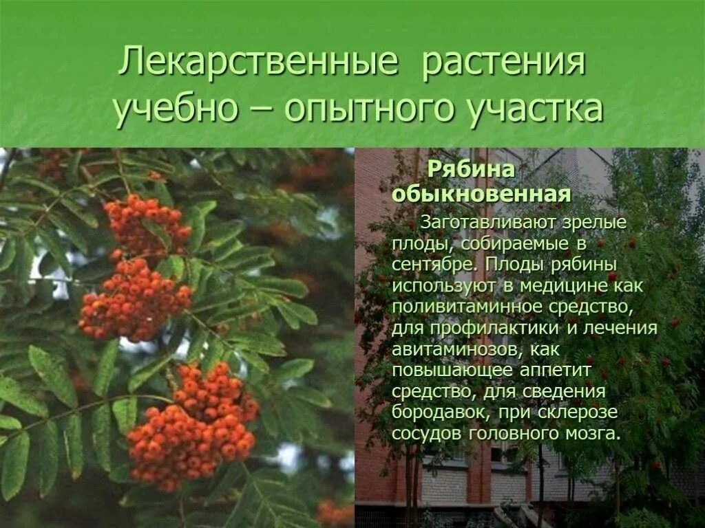 Рябина свойства