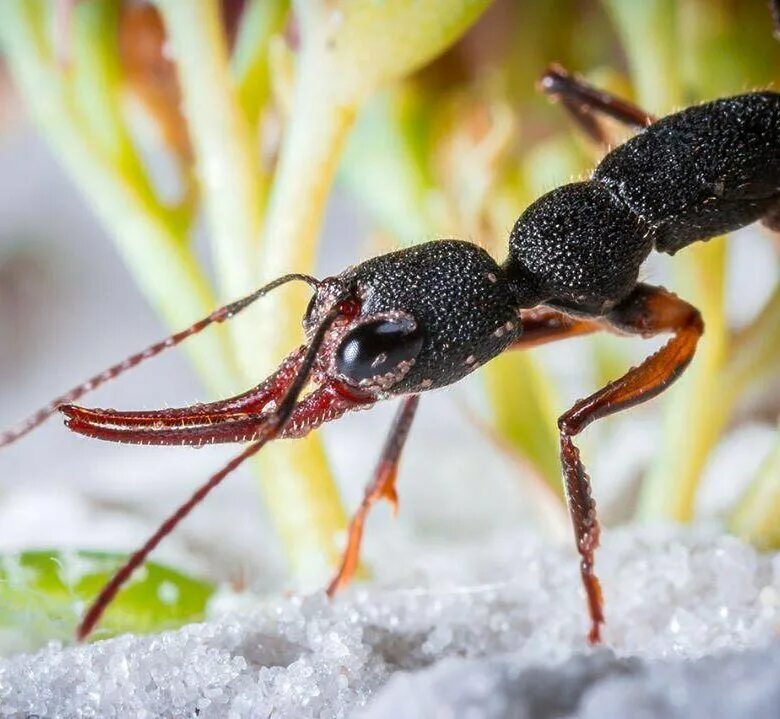 Венатор муравей. Harpegnathos Venator (венаторы. Венаторы муравьи.