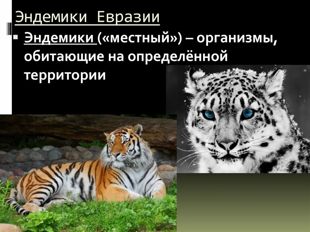 Какое животное является эндемиком. Какое животное является эндемиком