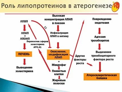 К какой группе липидов относится холестерин