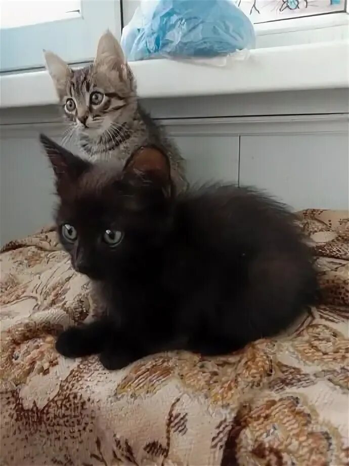 Котята в добрые архангельск