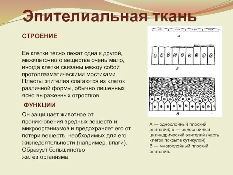 Ткани животных Урок в 6 классе презентация, доклад