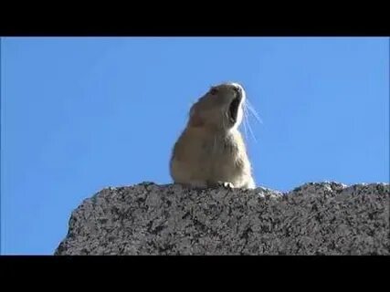 Кричащий бобер видео