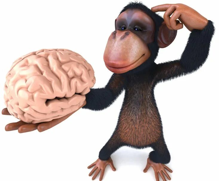 Какой мозг у приматов. Монки Брэин. Мозг приматов.
