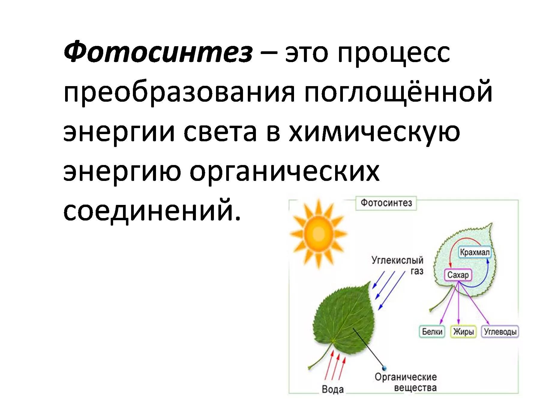 Фотосинтез. Процесс фотосинтеза. Фотосинтез это в биологии. Фотосинтез кратко. Молекулы б способны поглощать световую энергию