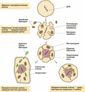 Клетки эукариотических организмов это