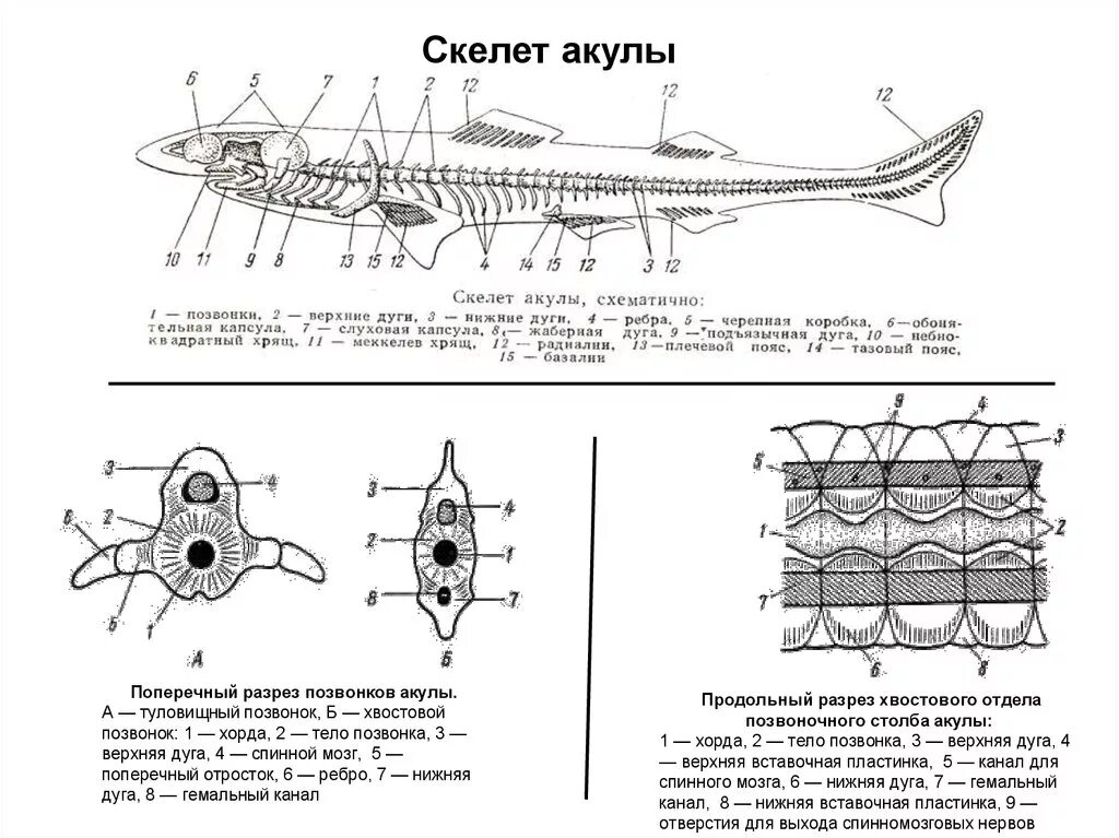 Туловищный и хвостовой позвонки