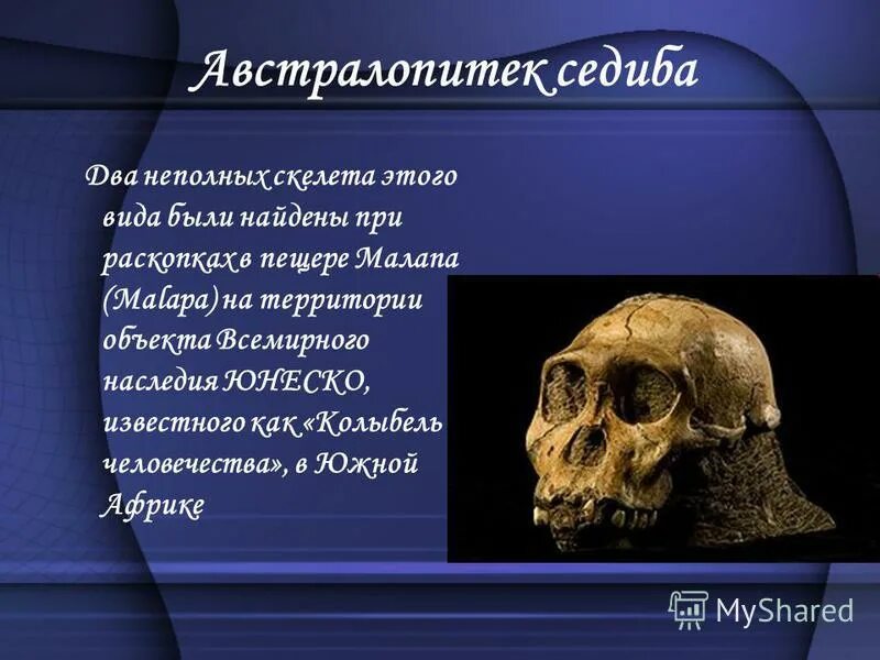 Где был найден человек умелый. Где был найден австралопитек. Австралопитек презентация. Австралопитек африканский. Ареал обитания австралопитеков.