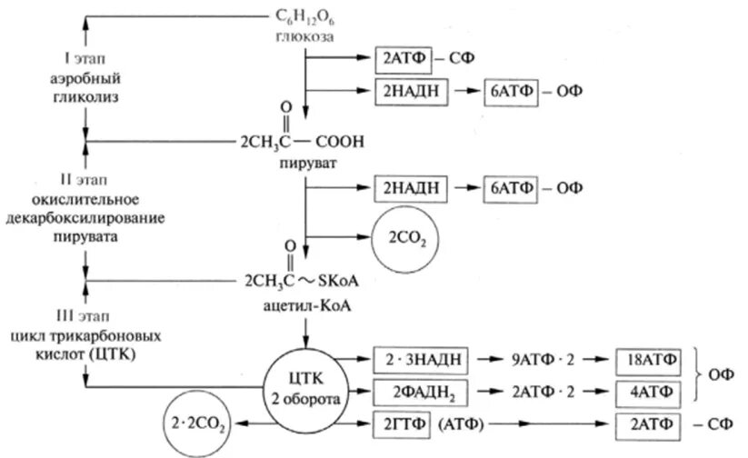 Активация глюкозы с затратой атф. Схема полного окисления Глюкозы. Схема аэробного окисления Глюкозы. Схема процессов окисления Глюкозы. Аэробное окисление углеводов схема.