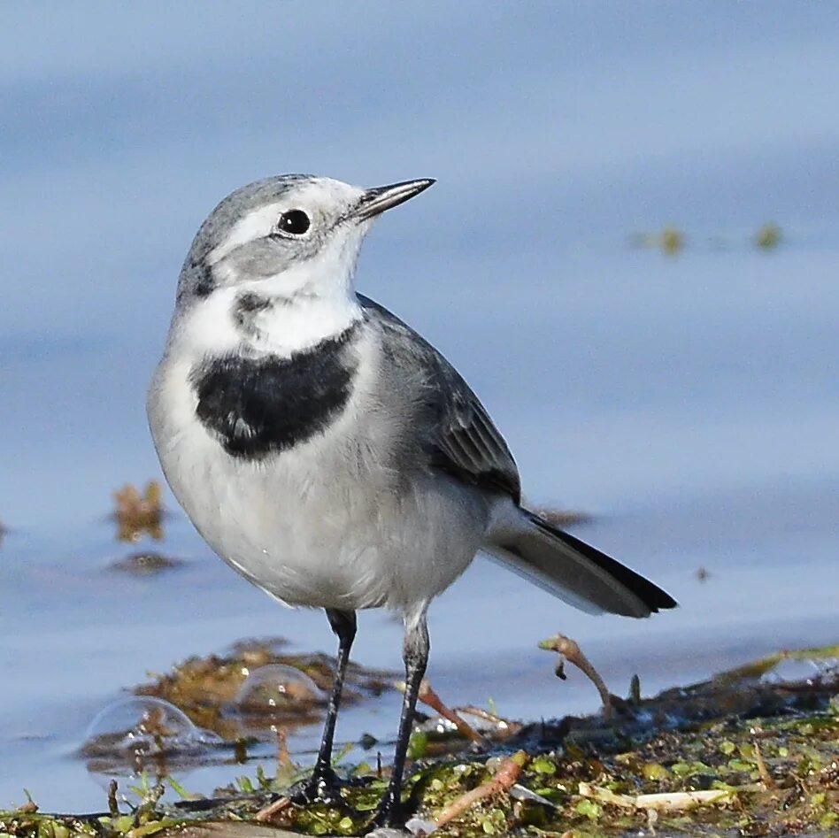 Покажи птицу трясогузка. Белая трясогузка Motacilla Alba. Птица трясогузка птица трясогузка. Трясогузка белая трясогузка. Трясогузка Луговая.