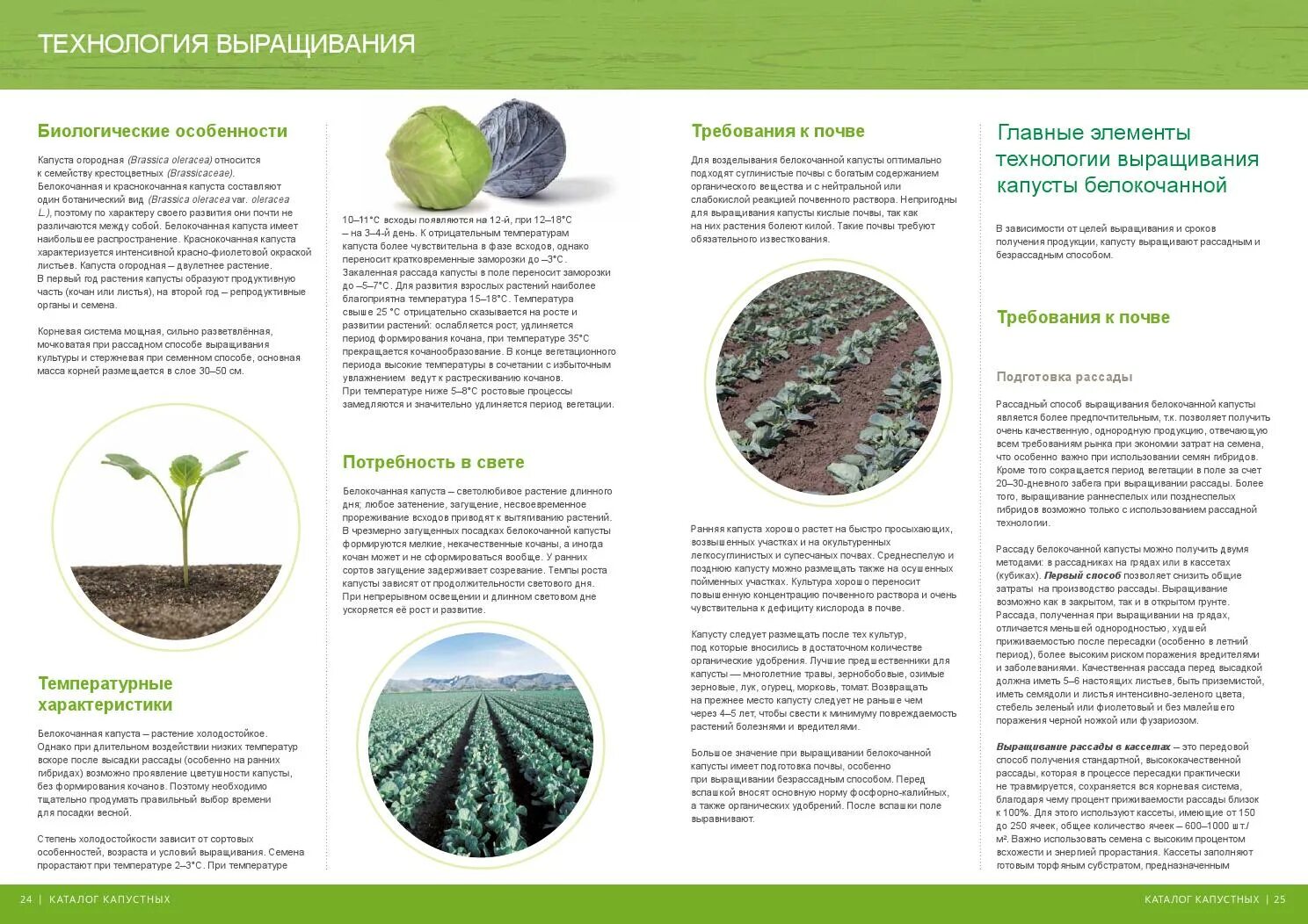 При какой температуре выращивать капусту. Технология выращивания белокочанной капусты кратко. Возделывание белокочанной капусты технология возделывания. Технология возделывания капусты белокочанной кратко. Технология выращивания рассады капусты.