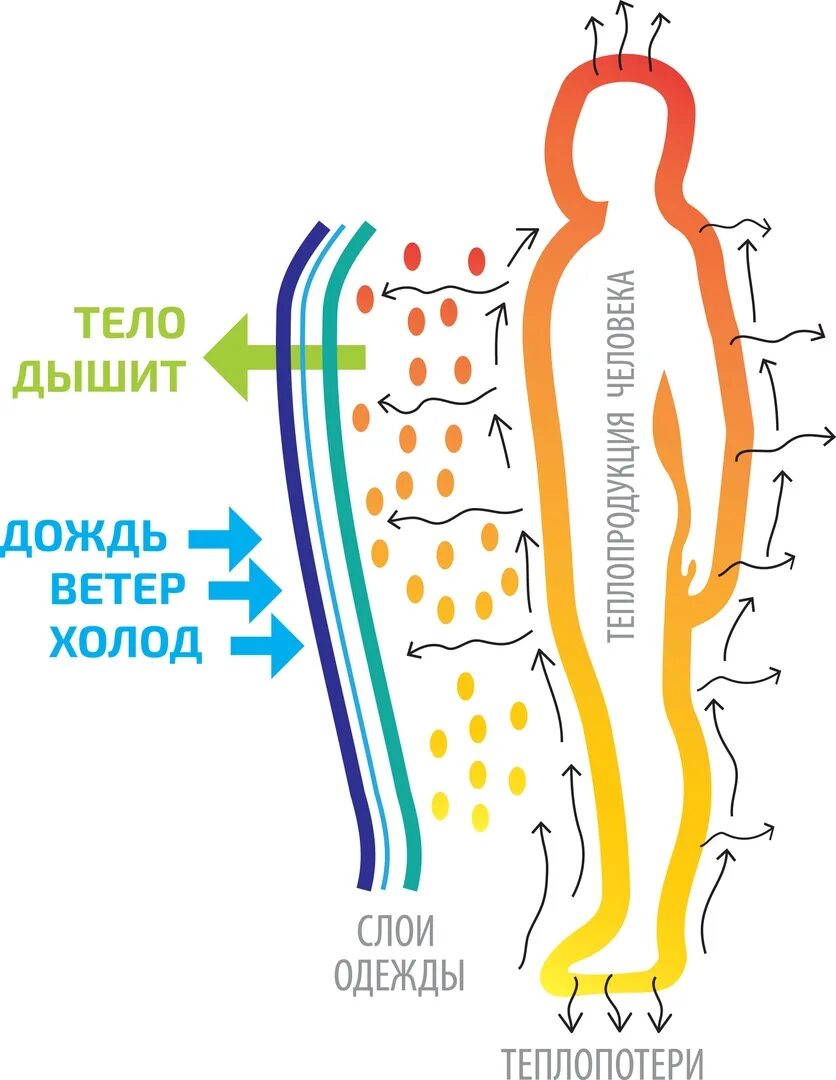 Схема теплообмена человека. Теплоотдача организма человека. Теплообмен организма с окружающей средой. Теплообмен в организме человека. Испарение пота с поверхности кожи