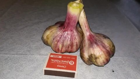Чеснок новый уренгой меню
