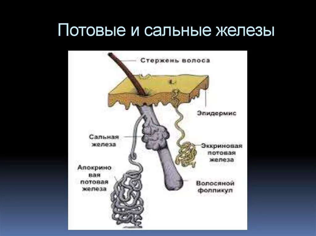 Строение кожи потовая железа. Потовые железы кожи схема. Строение сальных и потовых желез. Потовые и сальные железы расположены в:. Сальные железы и потовые железы отличие.