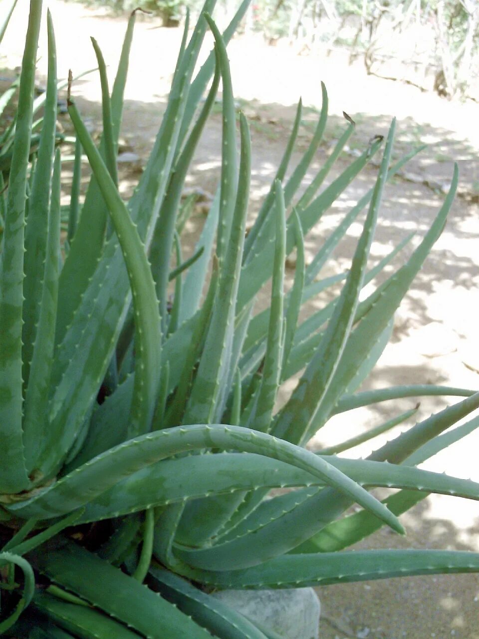 Aloe barbadensis. Алоэ Замбези. Алоэ гниет