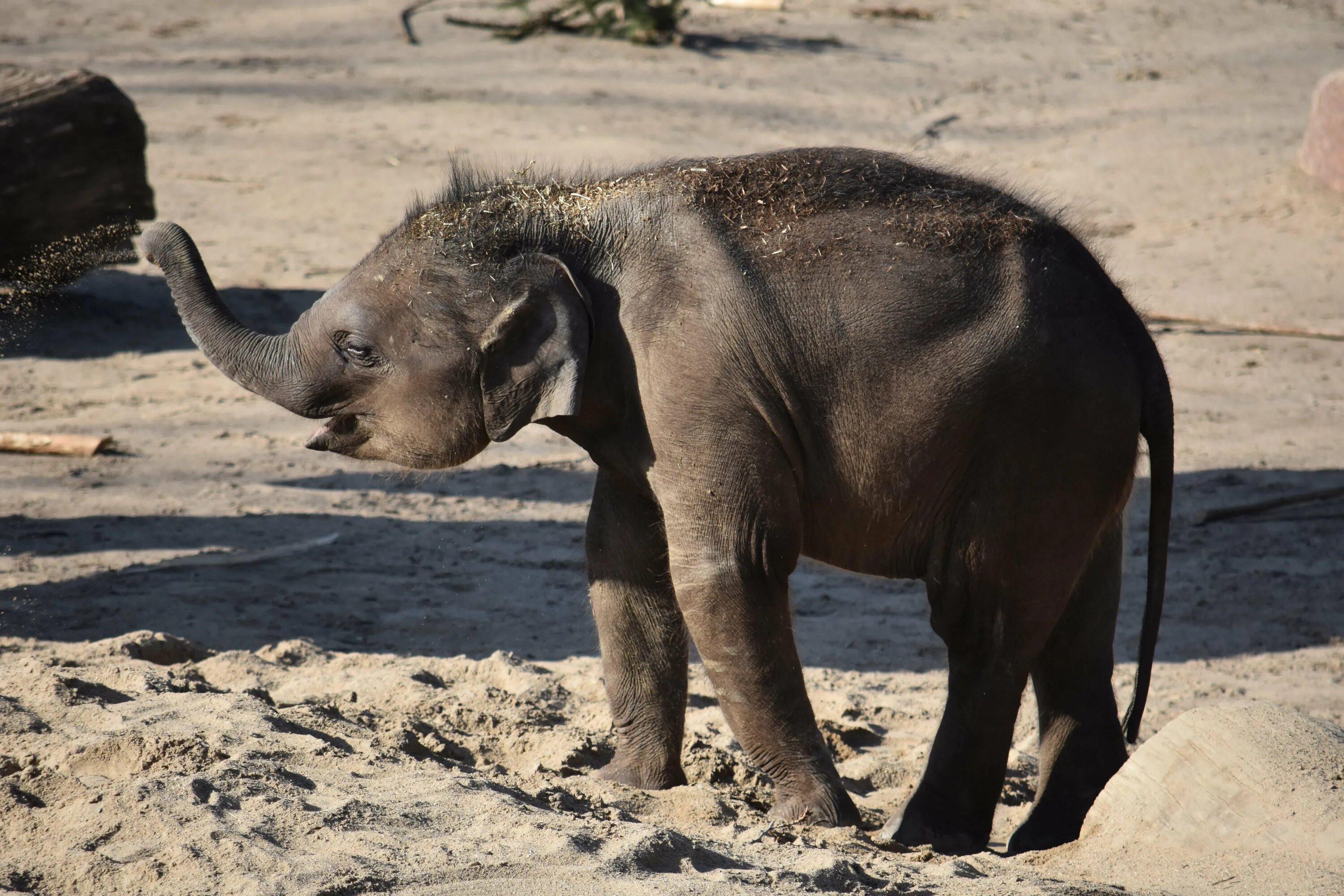 Elephant child. Слоненок. Маленький Слоненок. Вес слона. Слоненок картинка.